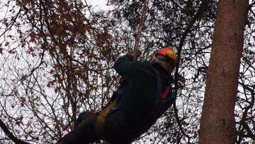 vastmaken van de boom met een ketting. rooien en verwijderen van moeilijk te verwijderen bomen